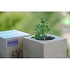 Екокуб лаванда набір для вирощування рослин (ytrewq543231)