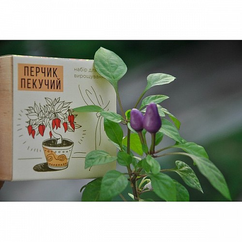 Екокуб перчик набір для вирощування рослин (ytrewq543233)