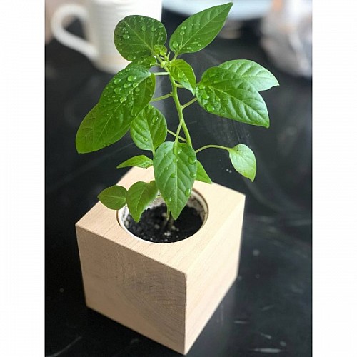 Екокуб перчик набір для вирощування рослин (ytrewq543233)