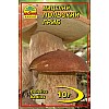 Міцелій грибів Насіння країни Польський гриб 10 г