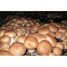 Грибная коробка Королевского Коричневого шампиньона Готовый набор для выращивания грибов Семейный 30 х 30 см (hub_oWzz59572)
