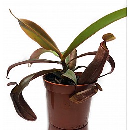 Непентес Сангвинея Растение хищник AlienPlants Nepenthes Sanguinea Plants (SUN007CP)