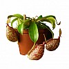 Растение хищник Непентес Хукериана AlienPlants Nepenthes Hookeriana Plants (SUN006CP)