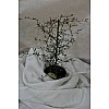 Короткий Rovinsky Garden Cotoneaster M-aori 12 см 35-40 см