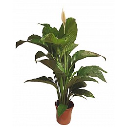 Спатифілум Сенсація Флорінда (Spathiphyllum Sensation), 2 рослини в горщику, 130см, об'єм горщика 6л