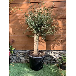 Оливкове дерево Florinda Olea europaea 210-220 см 35 л (RG201-1)
