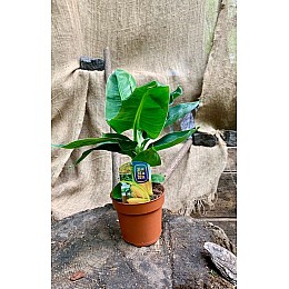 Банан Tropicana Rovinsky Garden (Musa sapientum fixa) 30-40 см (0.85 л)
