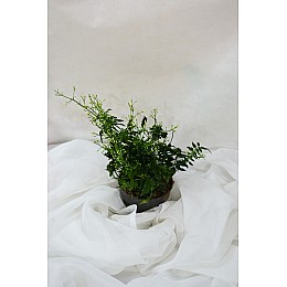 Жасмин Rovinsky Garden Polyanthum 12 см