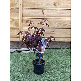 Японський клен Rovinsky Garden (Japanese maple) Atropurpureum 30-40 см (об'єм горщика 0,8 л) RG002
