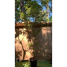 Великий японський клен Rovinsky Garden японський клен, acer palmatum Atrolineare, 5 м. 40л (RG021)