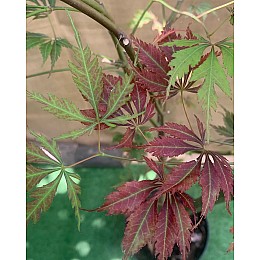 Великий японський клен Rovinsky Garden Japanese maple, acer palmatum J.J., 2м, об'єм горщика 20л (RG038)
