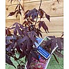 Японський клен Rovinsky Garden (Japanese maple) Atropurpureum 70-90 см (об'єм горщика 3 л) RG001