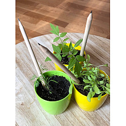 Квітучий олівець м'ята 