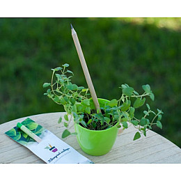 Квітучий олівець м'ята 