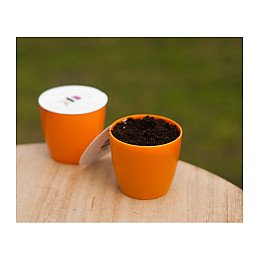 Квітучий олівець м'ята 