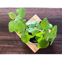 Квітучий олівець м'ята 