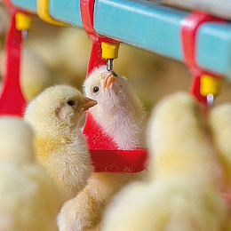 Моющее средство для санации птичников с дезинфицирующим щелочным эффектом Biogreen 10 л