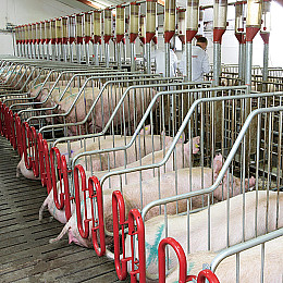 Миючий засіб для санації свинарників з дезінфікуючим ефектом лужний Biogreen 5 л