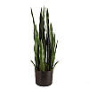 Штучна рослина Engard Sansevieria, 65 см (DW-10)