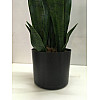 Штучна рослина Engard Sansevieria, 65 см (DW-10)