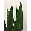 Штучна рослина Engard Sansevieria, 65 см (DW-10)