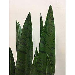 Искусственное растение Engard Sansevieria, 65 см (DW-10)