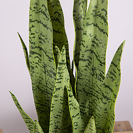 Искусственное растение Engard Sansevieria, 65 см (DW-11)