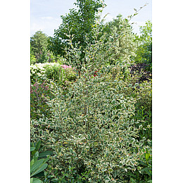 Береза Florinda Betula nigra Shiloh Splash, 2м, объем горшка 20л