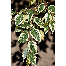 Береза Florinda Betula nigra Shiloh Splash, 2м, объем горшка 20л