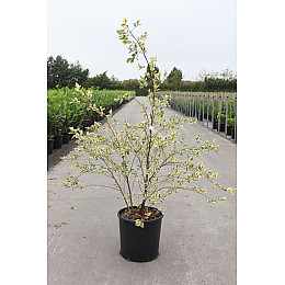 Береза Florinda Betula nigra Shiloh Splash, 2м, объем горшка 20л