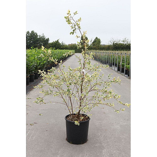 Береза Florinda Betula nigra Shiloh Splash, 2м, объем горшка 20л