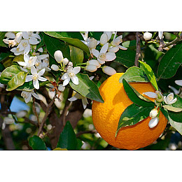 Цитрус Китайский Апельсин Florinda Citrus sinensis Orangin, высота 60см, объём горшка 1,5л