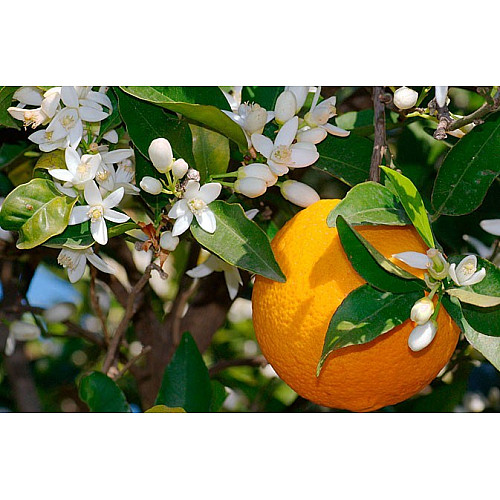 Цитрус Китайский Апельсин Florinda Citrus sinensis Orangin, висота 60см, об'єм горщика 1,5л