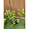 Цитрус Китайский Апельсин Florinda Citrus sinensis Orangin, висота 60см, об'єм горщика 1,5л