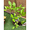 Цитрус Китайский Апельсин Florinda Citrus sinensis Orangin, висота 60см, об'єм горщика 1,5л