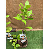 Цитрус Китайский Апельсин Florinda Citrus sinensis Orangin, висота 60см, об'єм горщика 1,5л