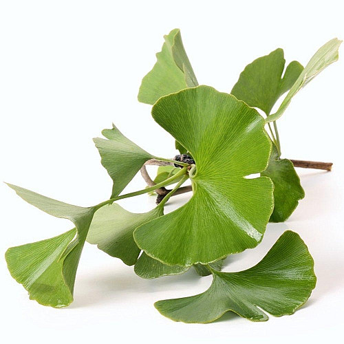 Растение Юрского периода Гинкго Билоба Florinda Ginkgo biloba L., высота 40 - 50см