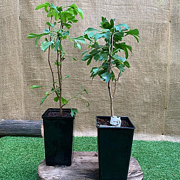 Растение Юрского периода Гинкго Билоба Florinda Ginkgo biloba L., высота 40 - 50см