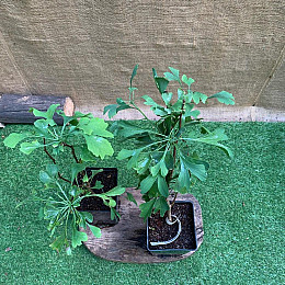 Растение Юрского периода Гинкго Билоба Florinda Ginkgo biloba L., высота 40 - 50см