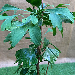 Растение Юрского периода Гинкго Билоба Florinda Ginkgo biloba L., высота 40 - 50см