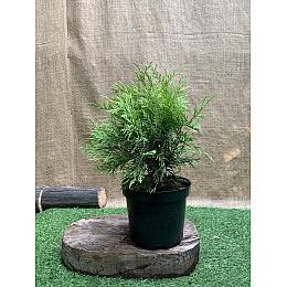 Туя западная  Голден Глоб Florinda Thuja occidentalis Golden Globe, высота 25-35см, объём горшка 3л