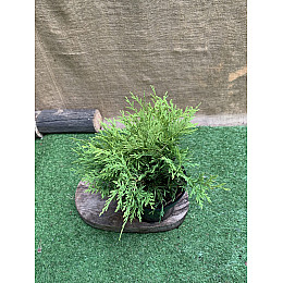 Туя западная  Голден Глоб Florinda Thuja occidentalis Golden Globe, высота 25-35см, объём горшка 3л