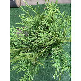 Туя западная  Голден Глоб Florinda Thuja occidentalis Golden Globe, высота 25-35см, объём горшка 3л