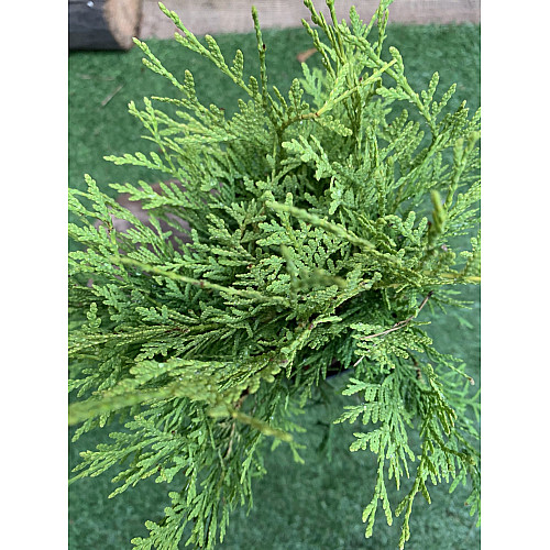 Туя западная Голден Глоб Florinda Thuja occidentalis Golden Globe, высота 25-35см, объём горшка 3л