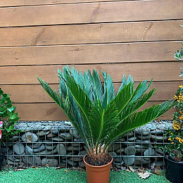 Цикас Революта (Саго́вник поника́ющий) Rovinsky Garden Cycas Revoluta, висота 60 - 80см, об'єм горщика 3,5л