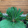 Цикас Революта (Саго́вник поника́ющий) Rovinsky Garden Cycas Revoluta, висота 60 - 80см, об'єм горщика 3,5л