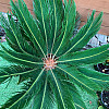 Цикас Революта (Саго́вник поника́ющий) Rovinsky Garden Cycas Revoluta, висота 60 - 80см, об'єм горщика 3,5л