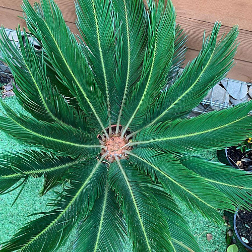 Цикас Революта (Саго́вник поника́ющий) Rovinsky Garden Cycas Revoluta, висота 60 - 80см, об'єм горщика 3,5л