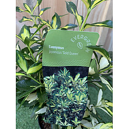 Бруслина японська Rovinsky Garden Euonymus japonicus Gold Queen, висота 30-40 см, об'єм горщику 2л