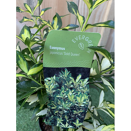 Бруслина японська Rovinsky Garden Euonymus japonicus Gold Queen, висота 30-40 см, об'єм горщику 2л